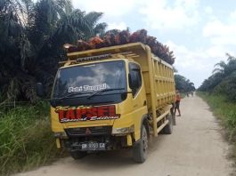 Puluhan Orang Jarah TBS di Area Eks PT Indrawan Perkasa, Diduga Ada Provokator